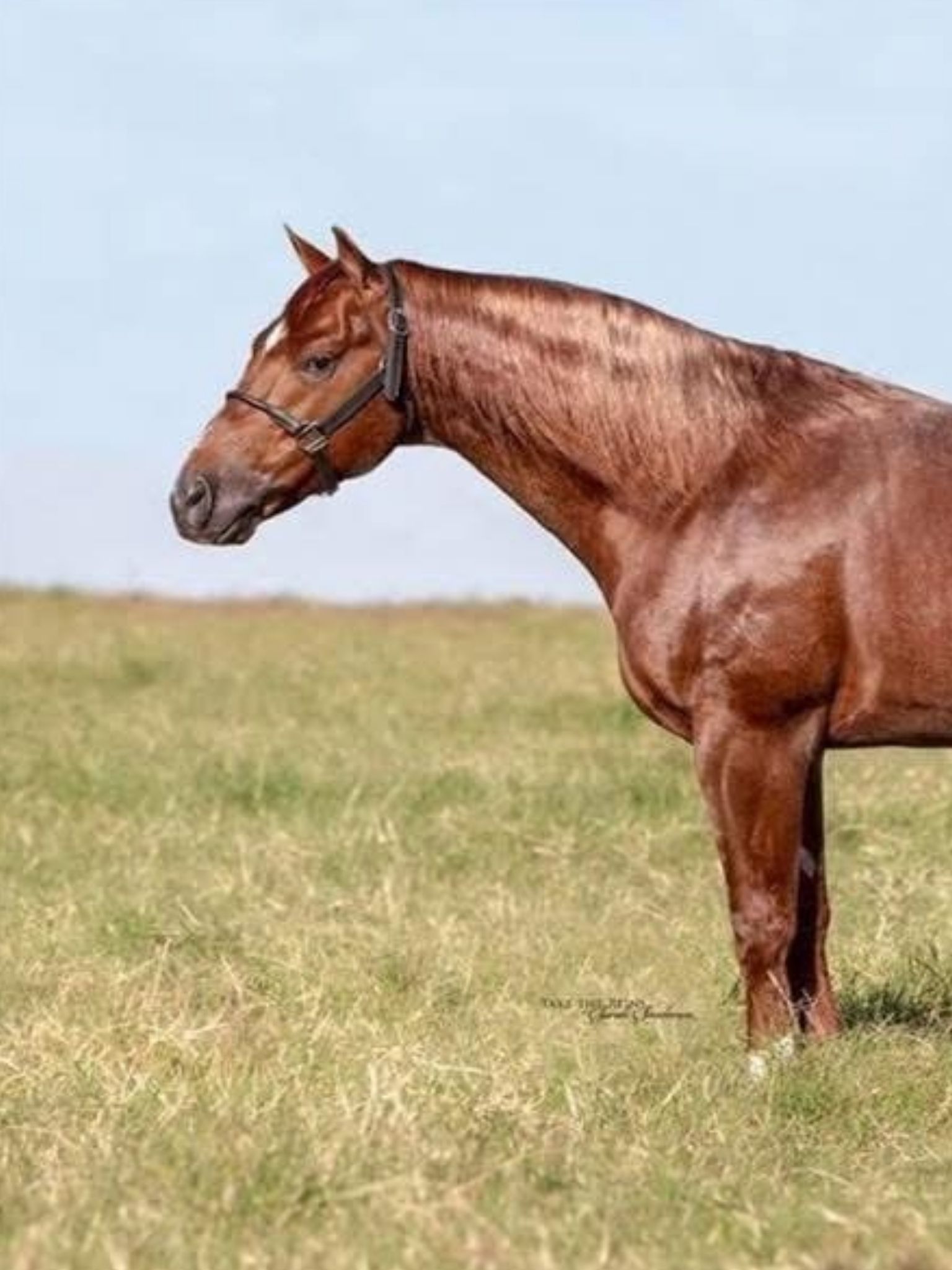 Brown horse standing on a grass field