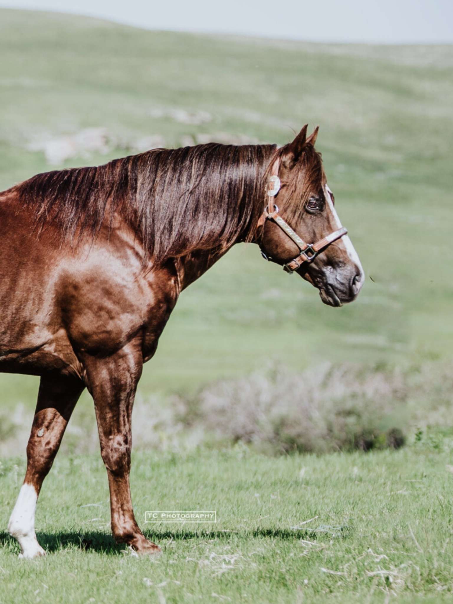Dark brown horse walking on a grass field