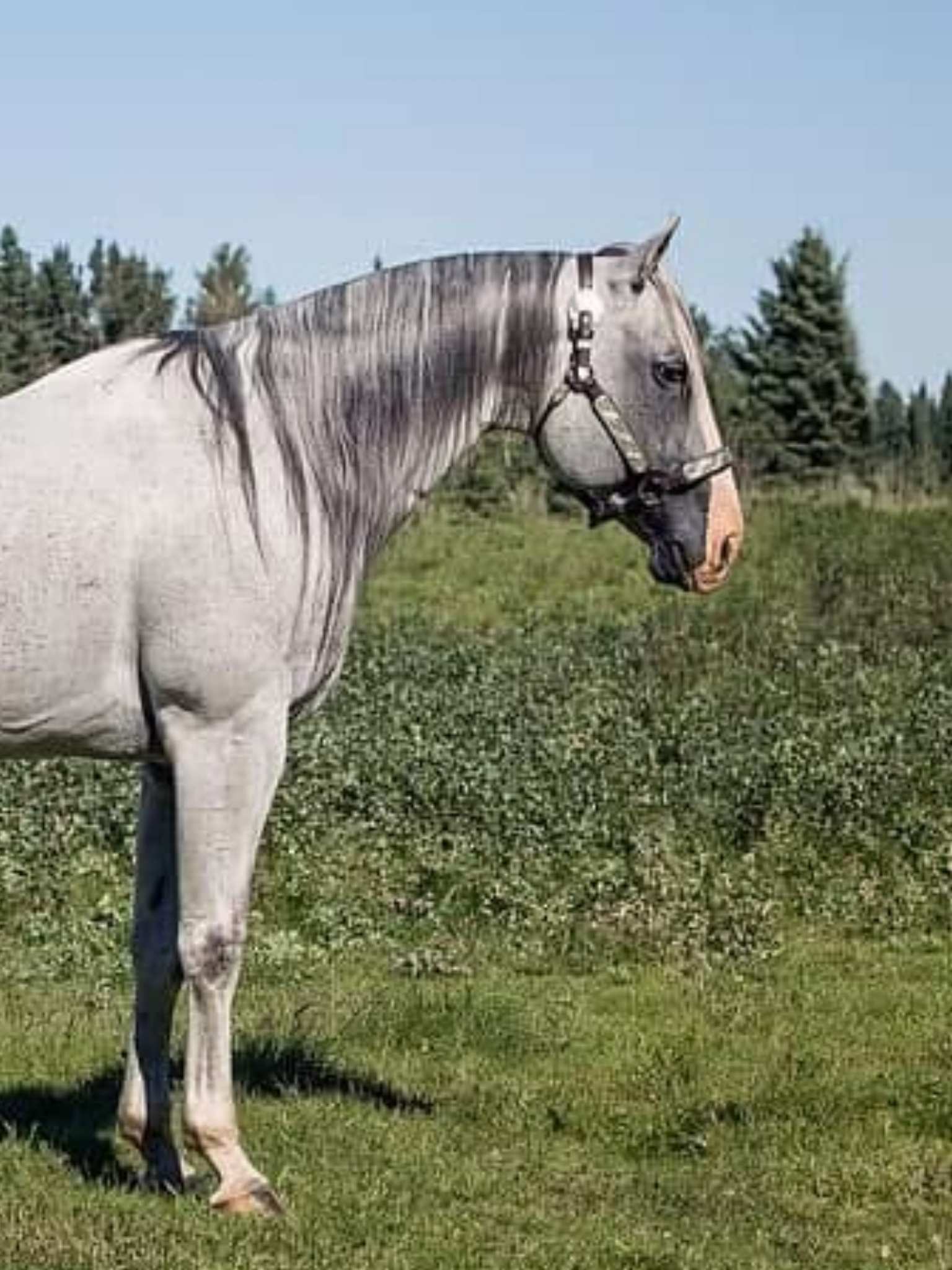 Grey horse standing under the sun