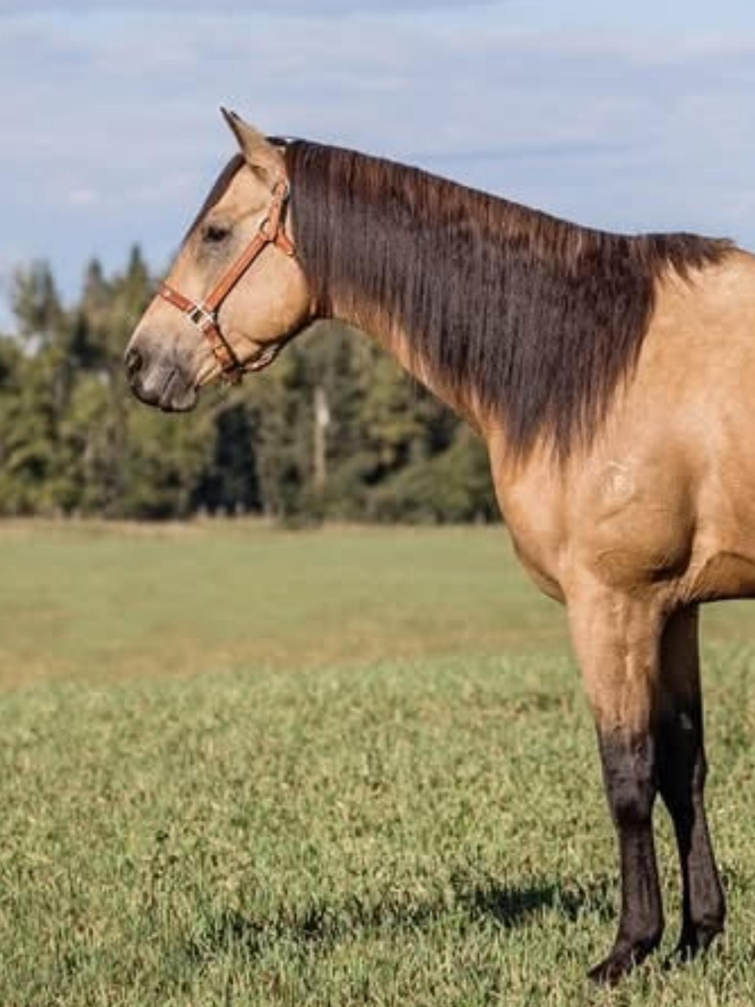 Horse roaming on a grassfield