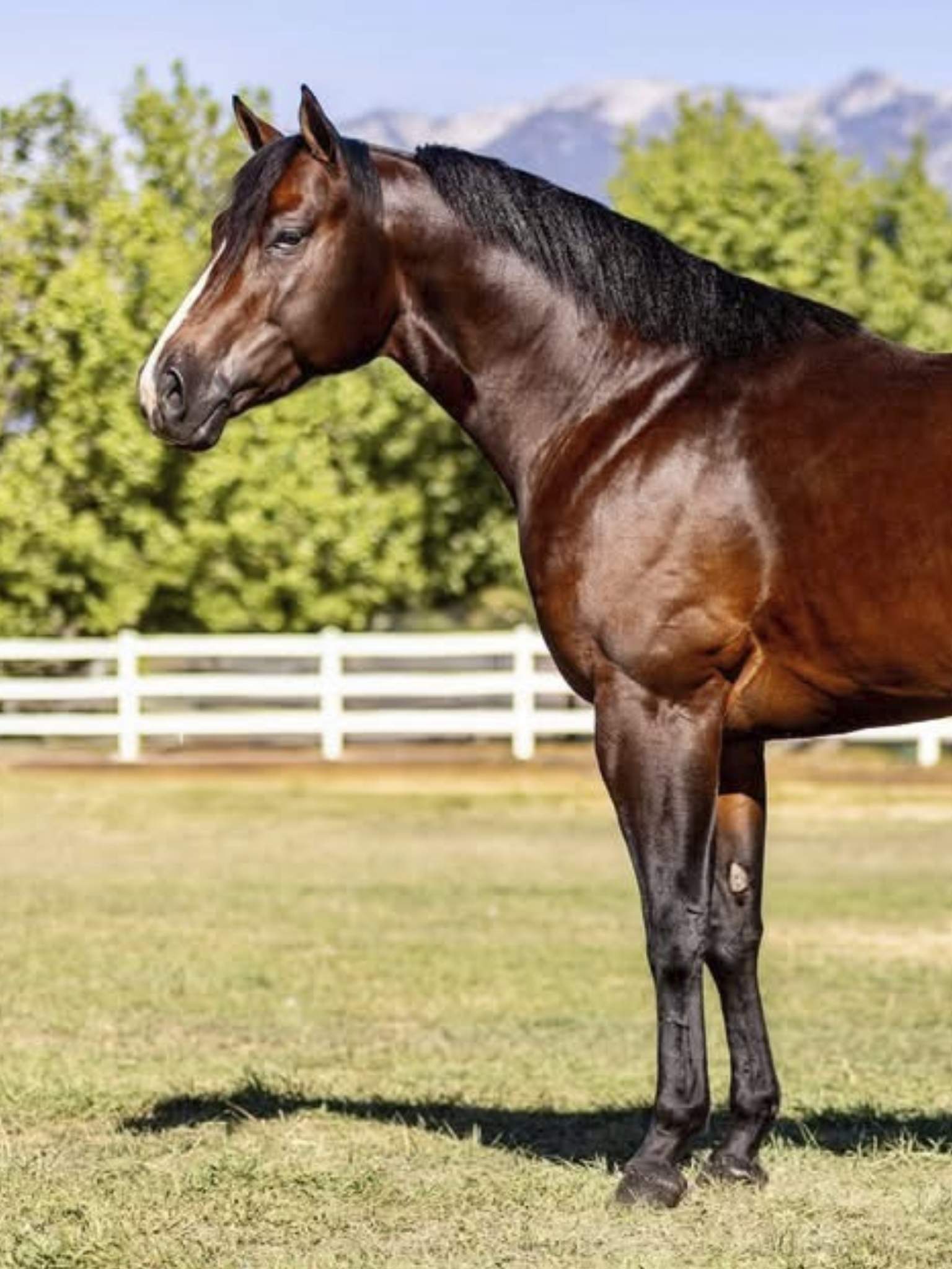 brown horse shining under the sun