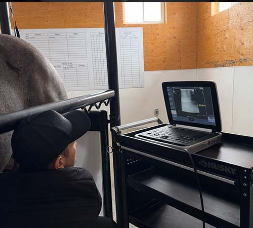 Veterinarian, horse, ultrasound, laptop