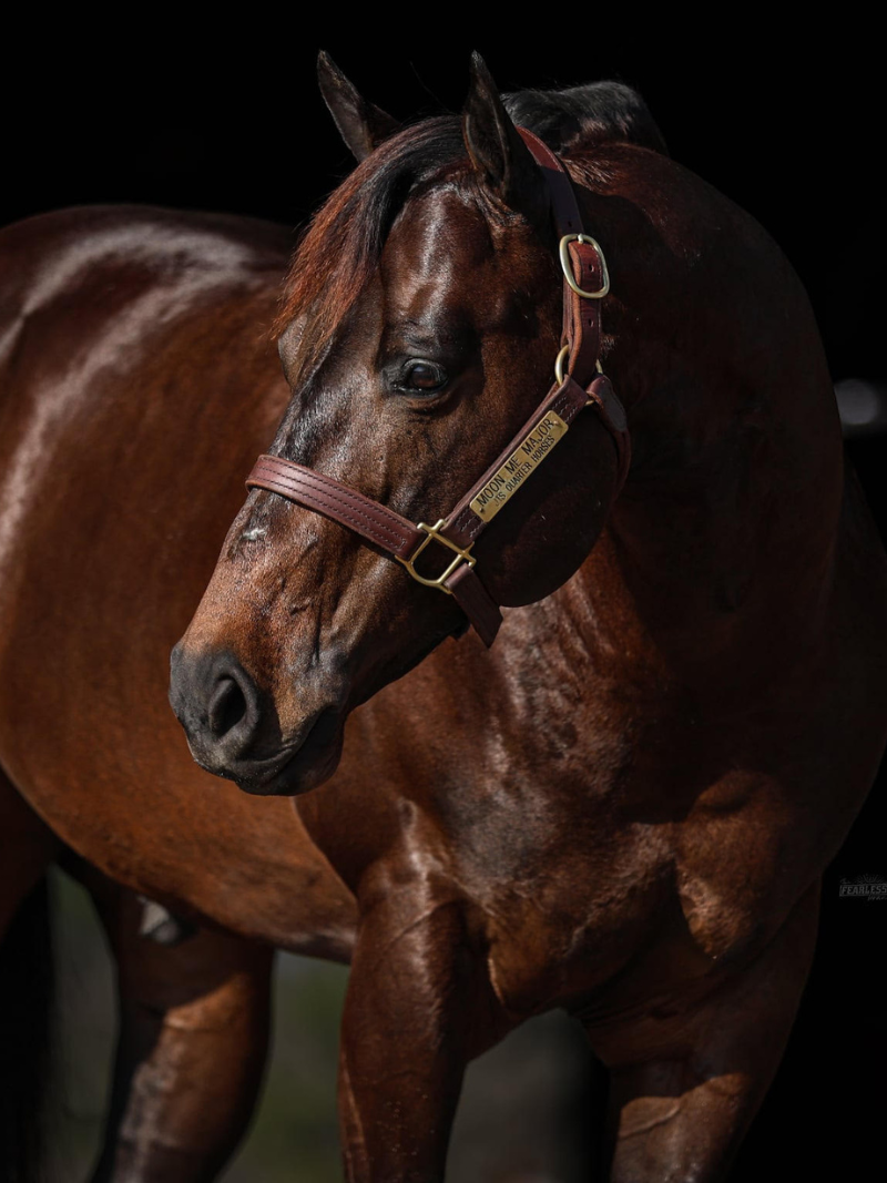Close-up brown horse portrait