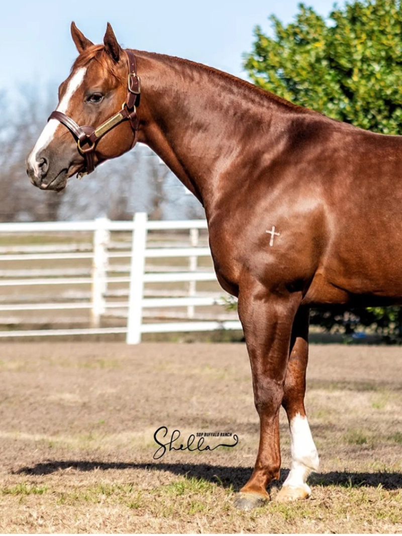 Close-up brown horse portrait